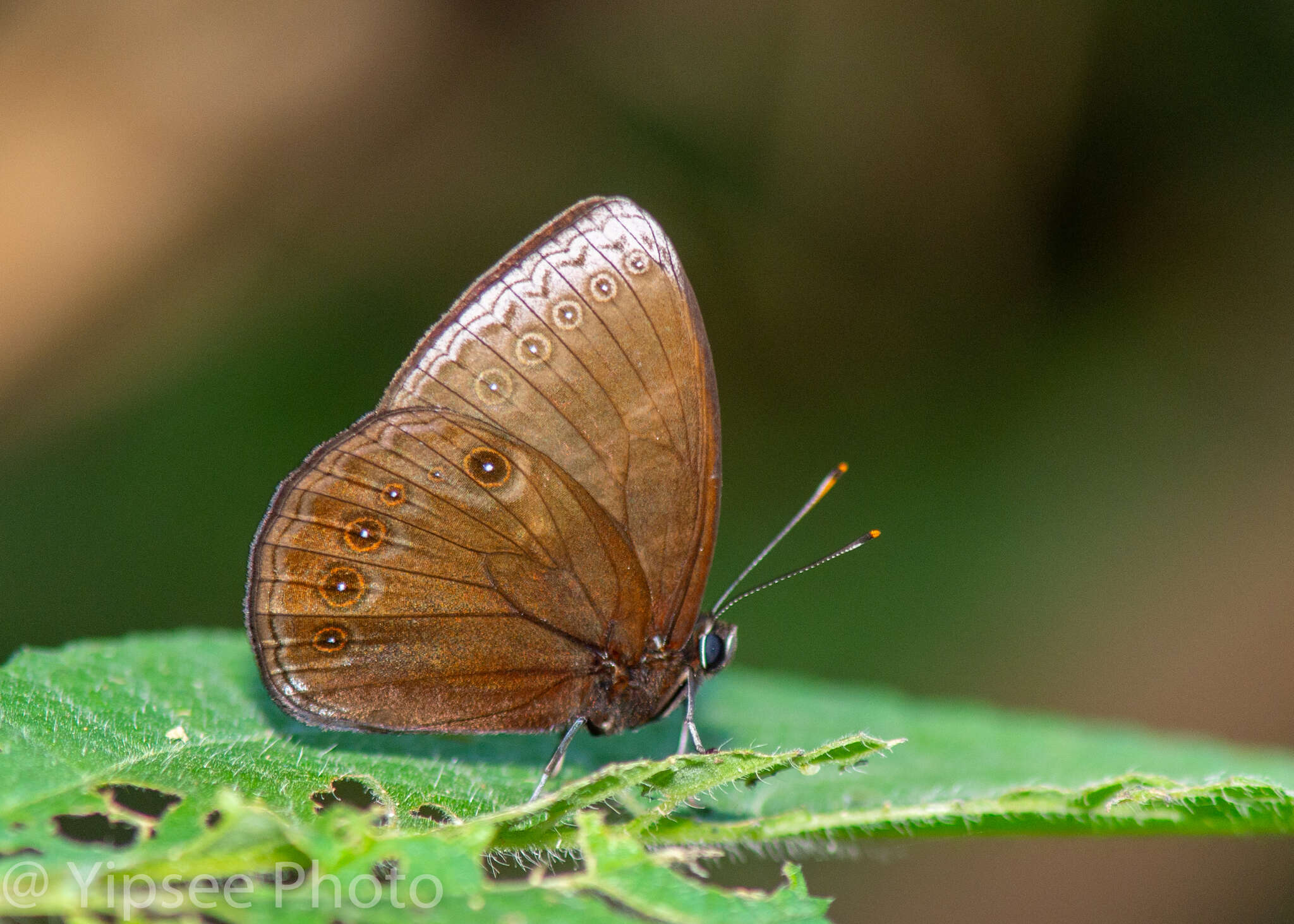 Mandarinia regalis